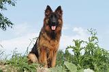 BERGER ALLEMAND 013